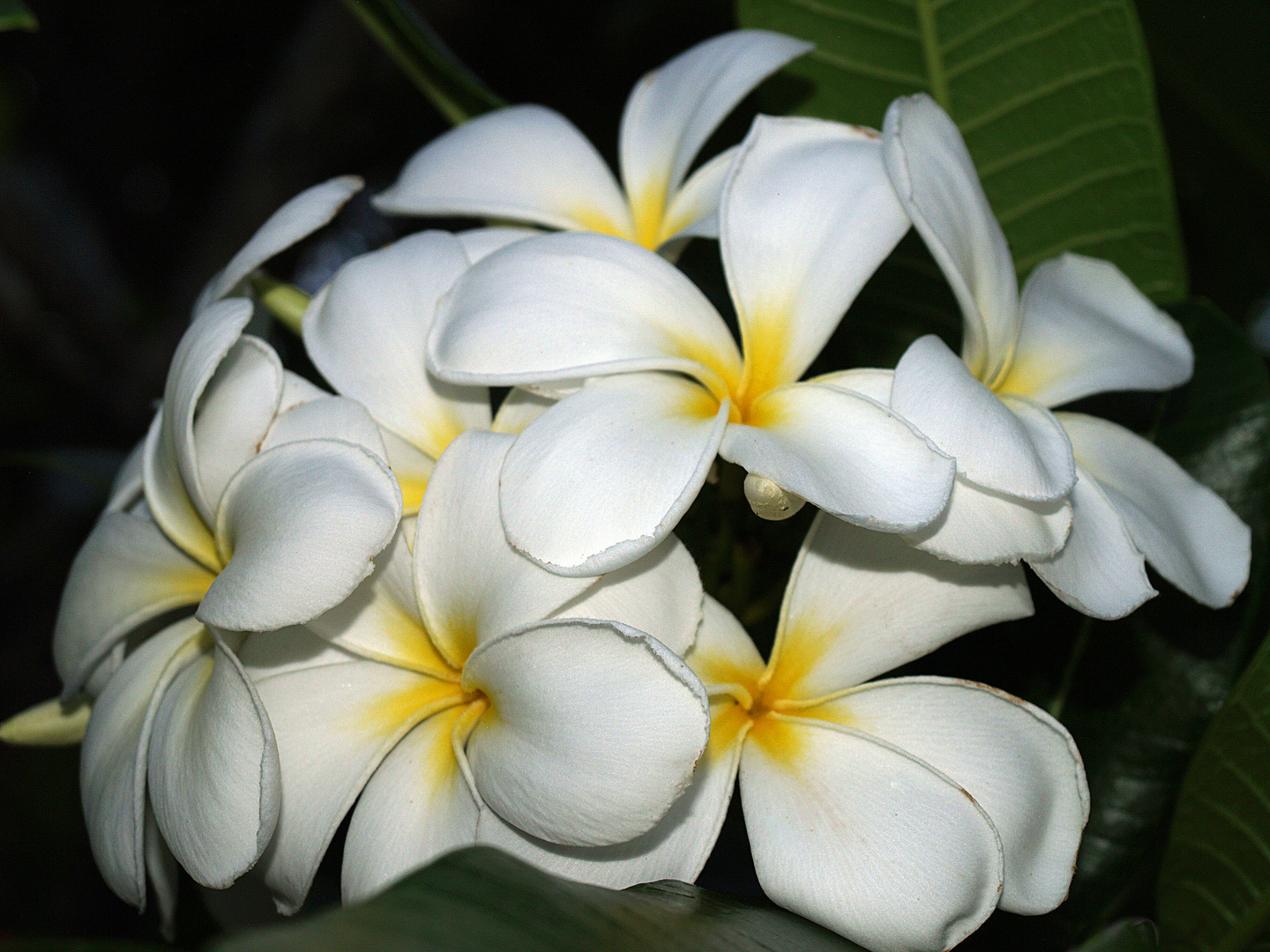 Fleurs de frangipanier blanc - Weiße Frangipani-Blüten