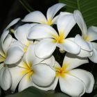 Fleurs de frangipanier blanc - Weiße Frangipani-Blüten