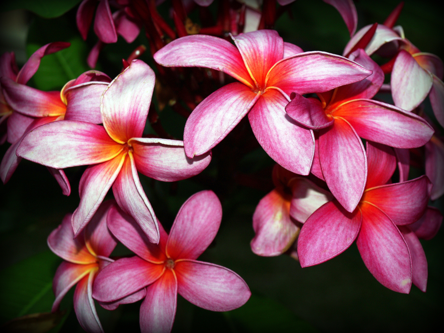 Fleurs de frangipanier d’une rose soutenu Rosa rote Frangipani-Blüten