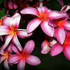 Fleurs de frangipanier d’une rose soutenu Rosa rote Frangipani-Blüten