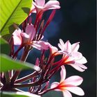 Fleurs de frangipanier en transparence -- Frangipani-Blüten mit Durchsichtigkeit