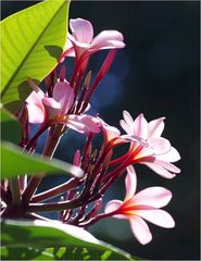 Fleurs de frangipanier en transparence -- Frangipani-Blüten mit Durchsichtigkeit