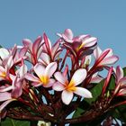 Fleurs de frangipanier -- Frangipani-Blüten