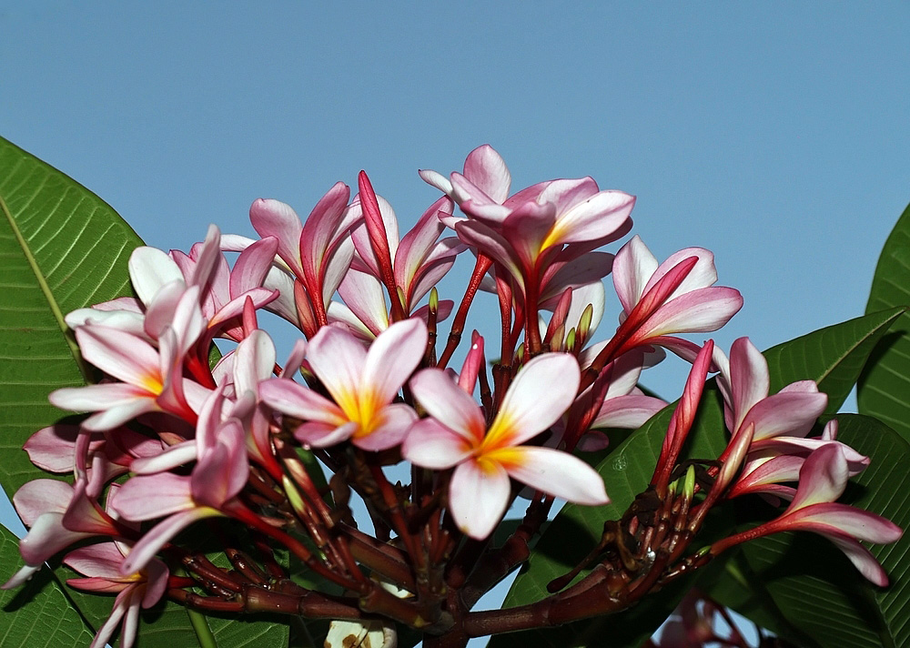 Fleurs de frangipanier -- Frangipani-Blüten