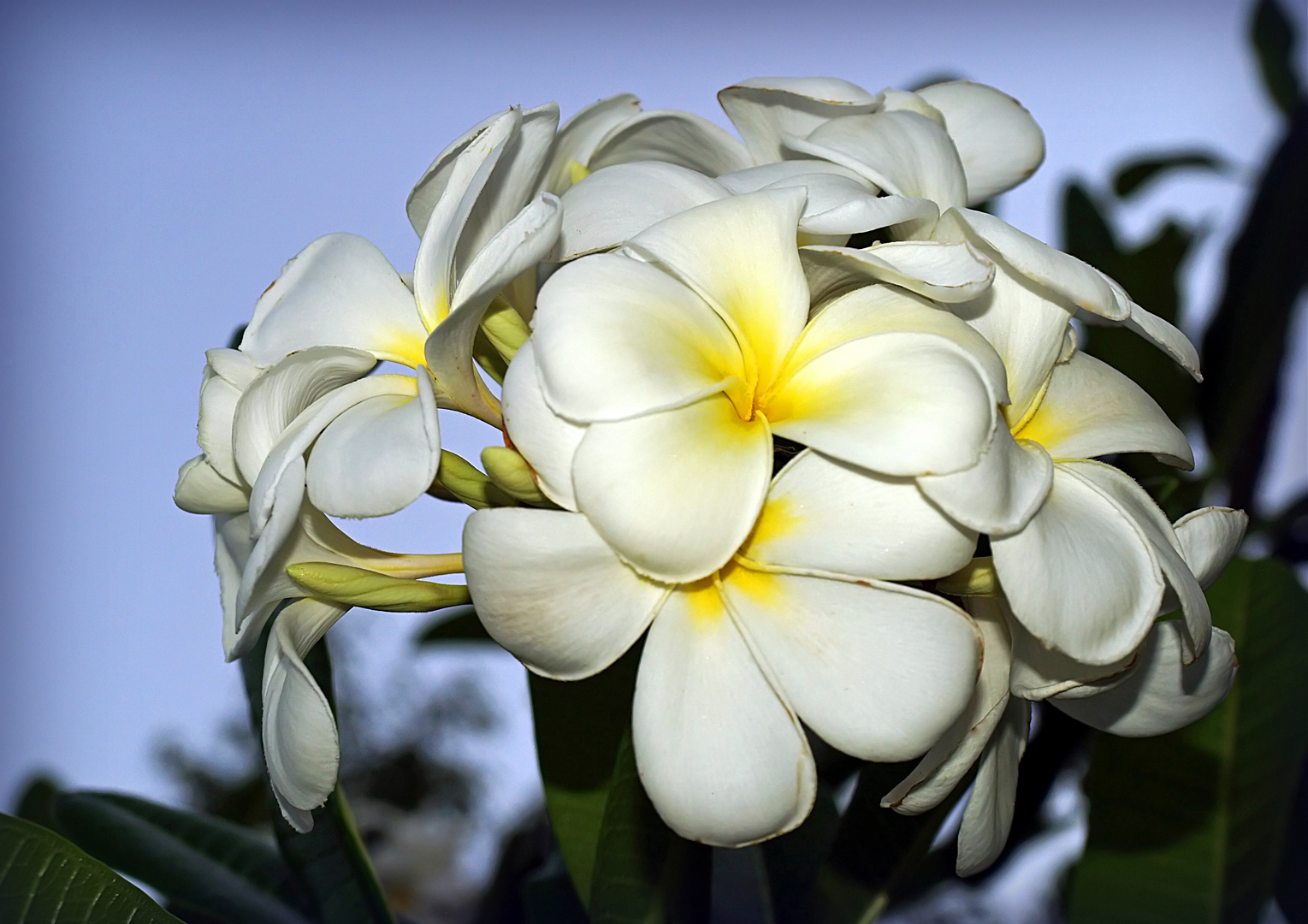 Fleurs de frangipanier  --  Frangipani-Blüten