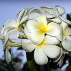 Fleurs de frangipanier  --  Frangipani-Blüten