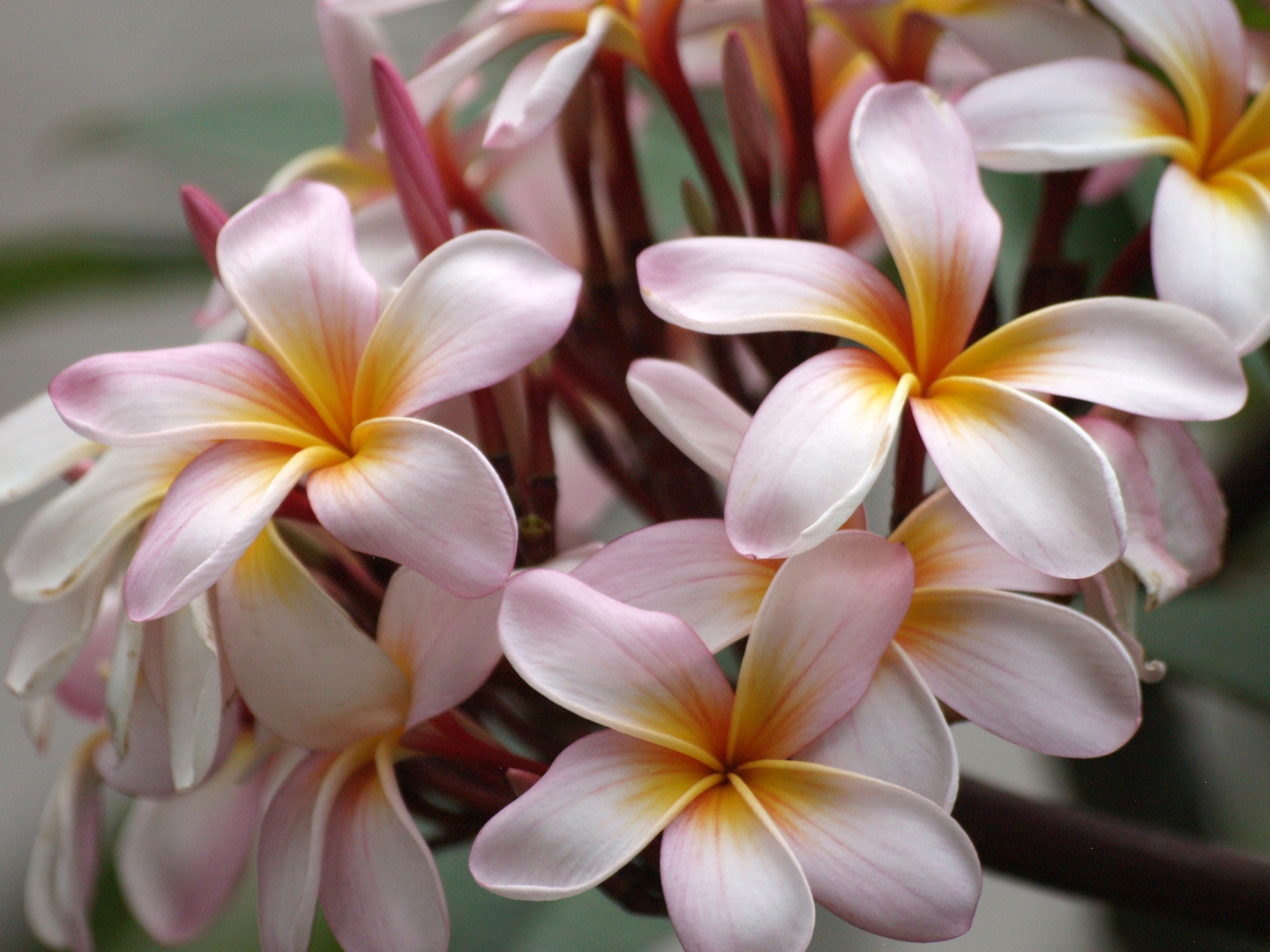 Fleurs de frangipanier – Frangipani-Blüten