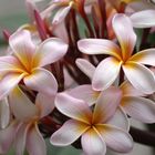 Fleurs de frangipanier – Frangipani-Blüten