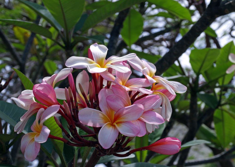 Fleurs de frangipanier rose à Nouméa
