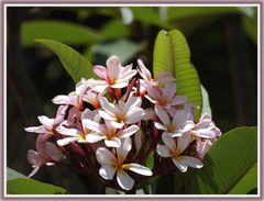 Fleurs de frangipanier rose - Rosa Frangipani Blüten