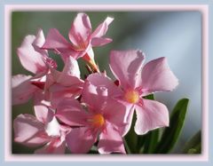 Fleurs de frangipanier rose – Rosa Frangipani-Blüten
