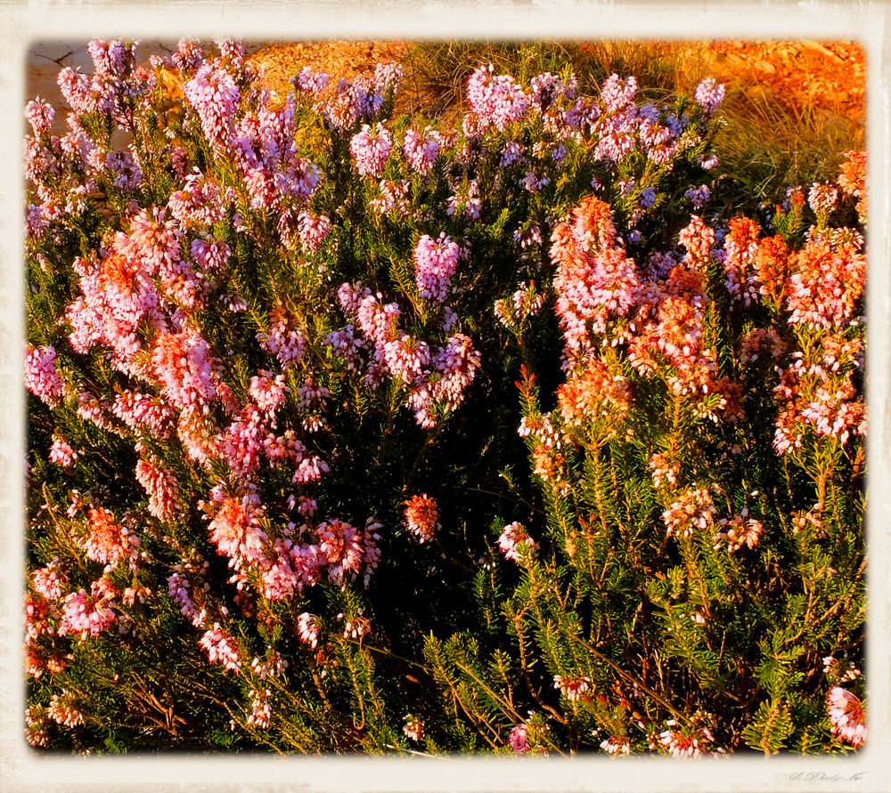 Fleurs de garrigue