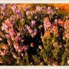 Fleurs de garrigue