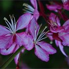 Fleurs de gaura de Lindheimer - Lindheimer Gaura-Blumen