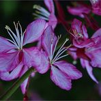 Fleurs de gaura de Lindheimer - Lindheimer Gaura-Blumen