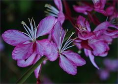 Fleurs de gaura de Lindheimer - Lindheimer Gaura-Blumen