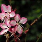 Fleurs de gauras