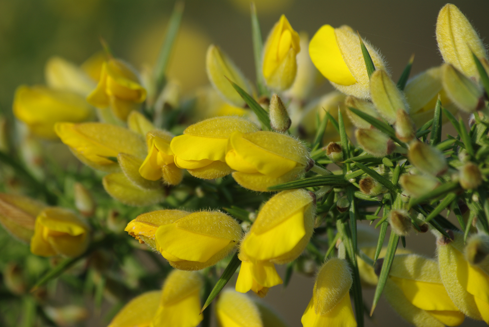 Fleurs de genet