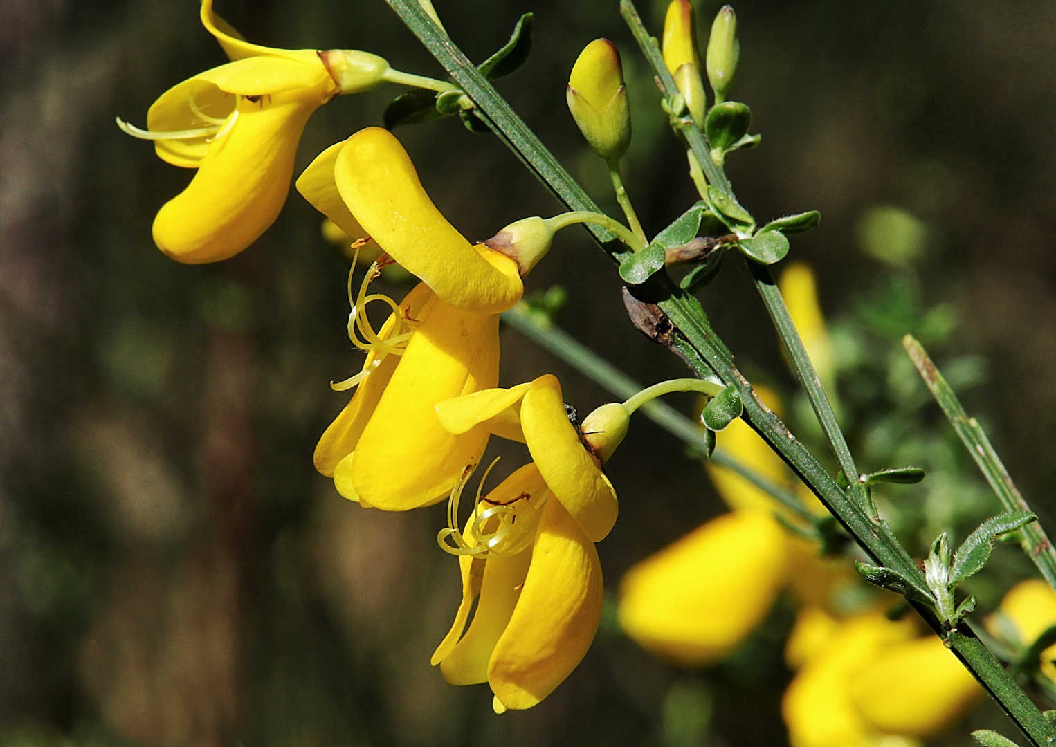 fleurs de genet !