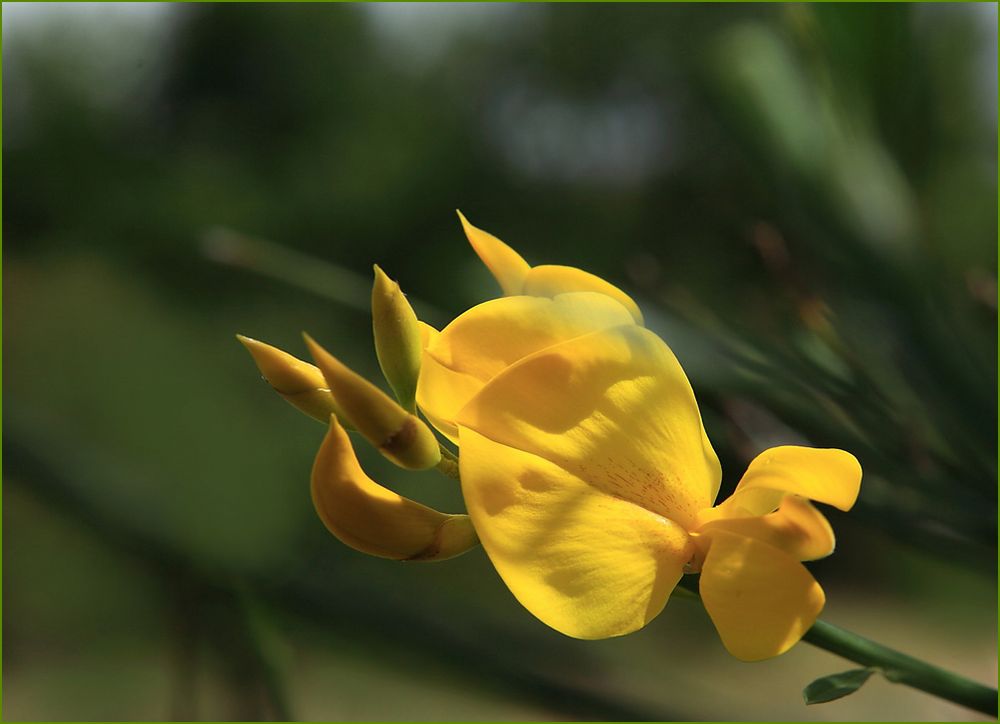 Fleurs de genêts