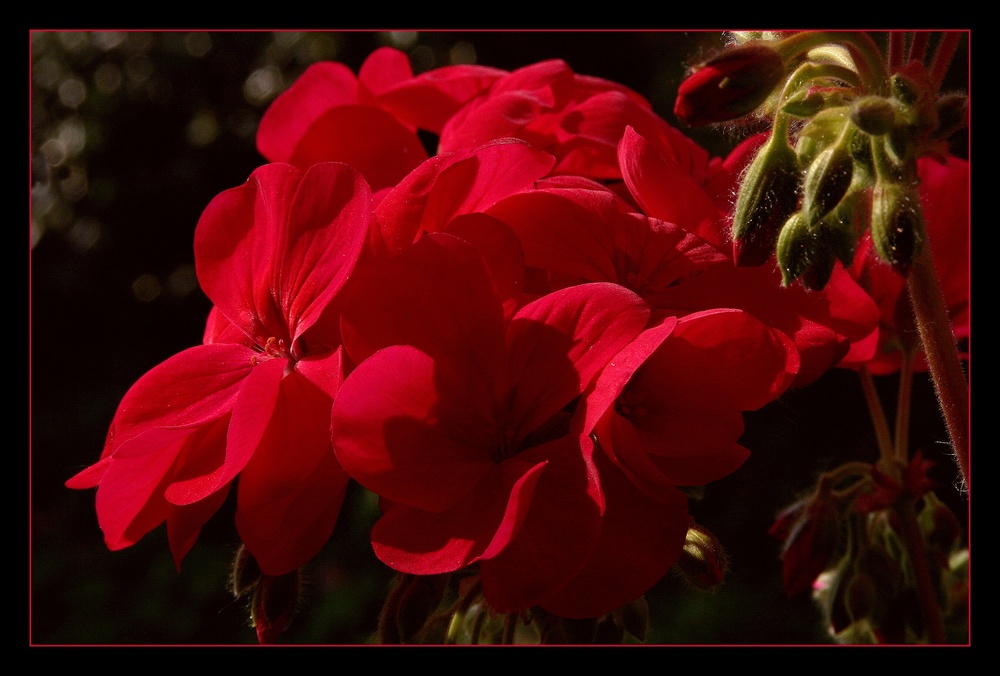 " Fleurs de géranium "