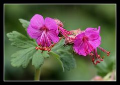 " Fleurs de géranium "