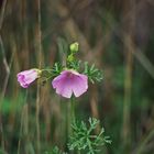 ..Fleurs de géranium sauvage..