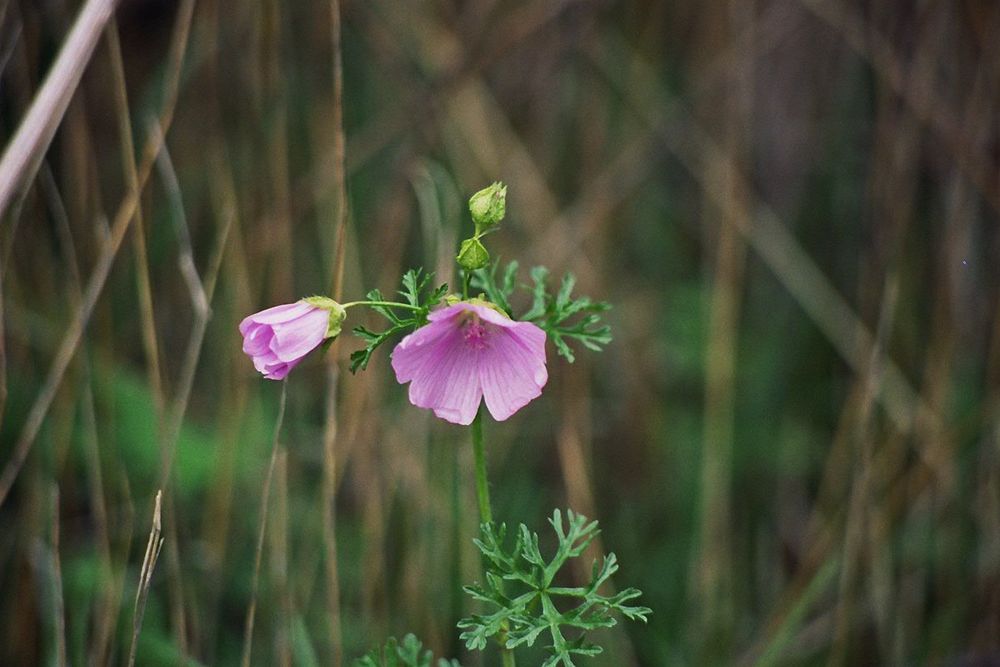 ..Fleurs de géranium sauvage..