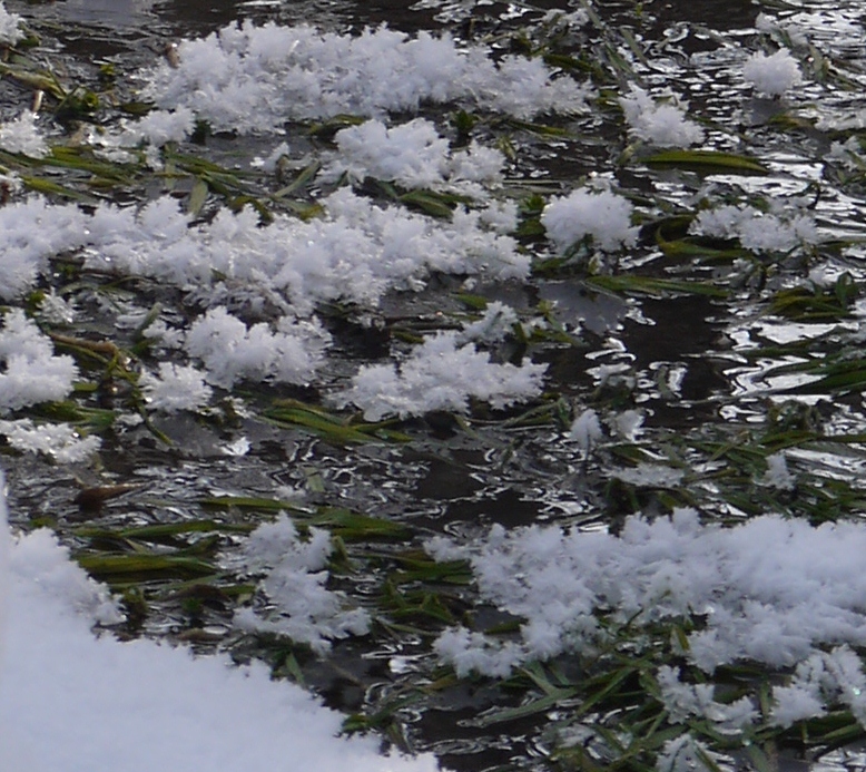 fleurs de givres