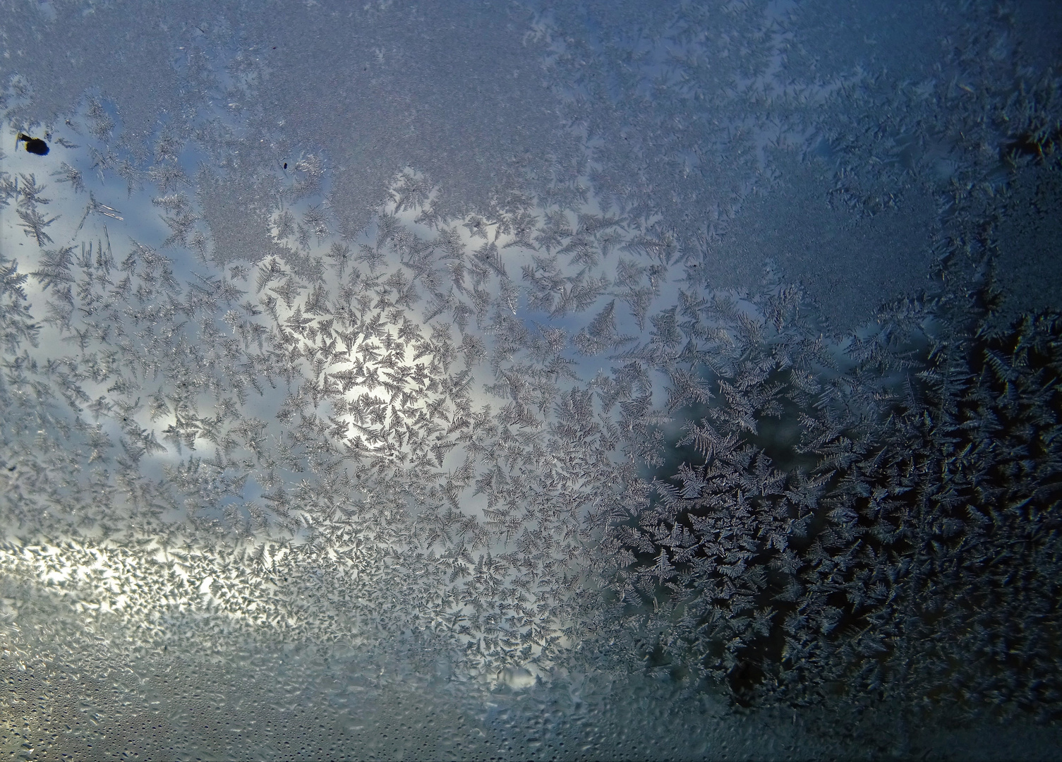 Fleurs de glace