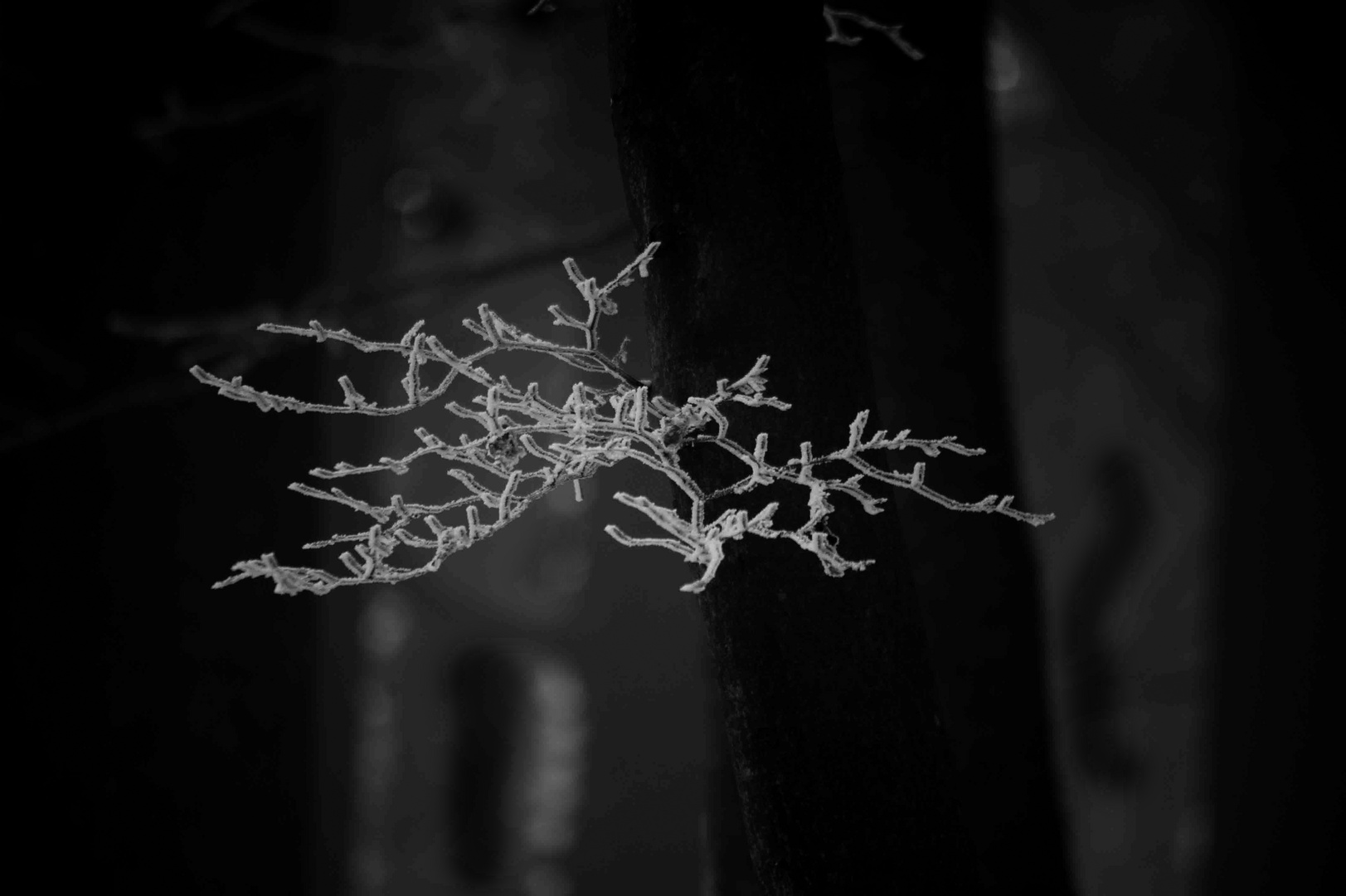 fleurs de glace