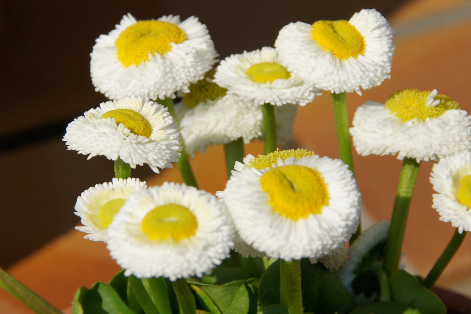 Fleurs de Gourmandise