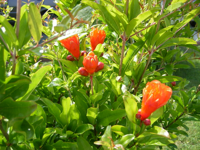 fleurs de grenadier