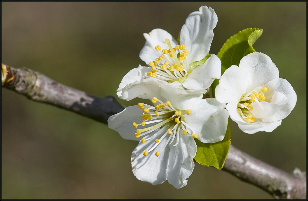 Fleurs de guignier