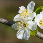 Fleurs de guignier