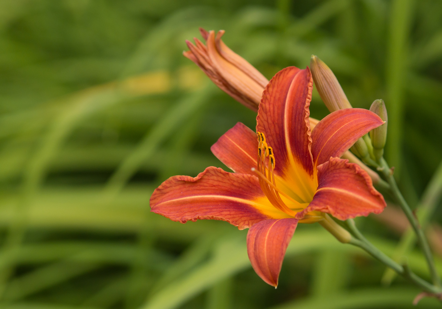 Fleurs de jardin