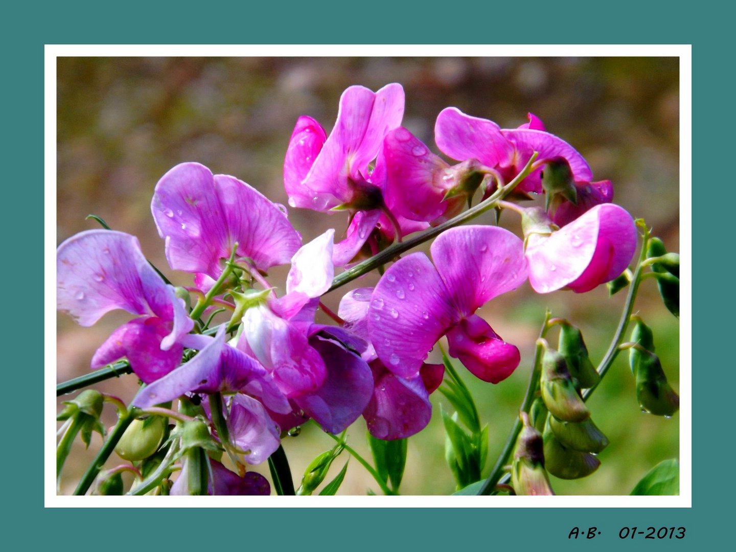 Fleurs de jardin