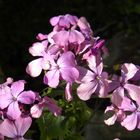 fleurs de jardin mars