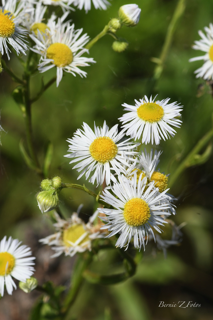 Fleurs de joie