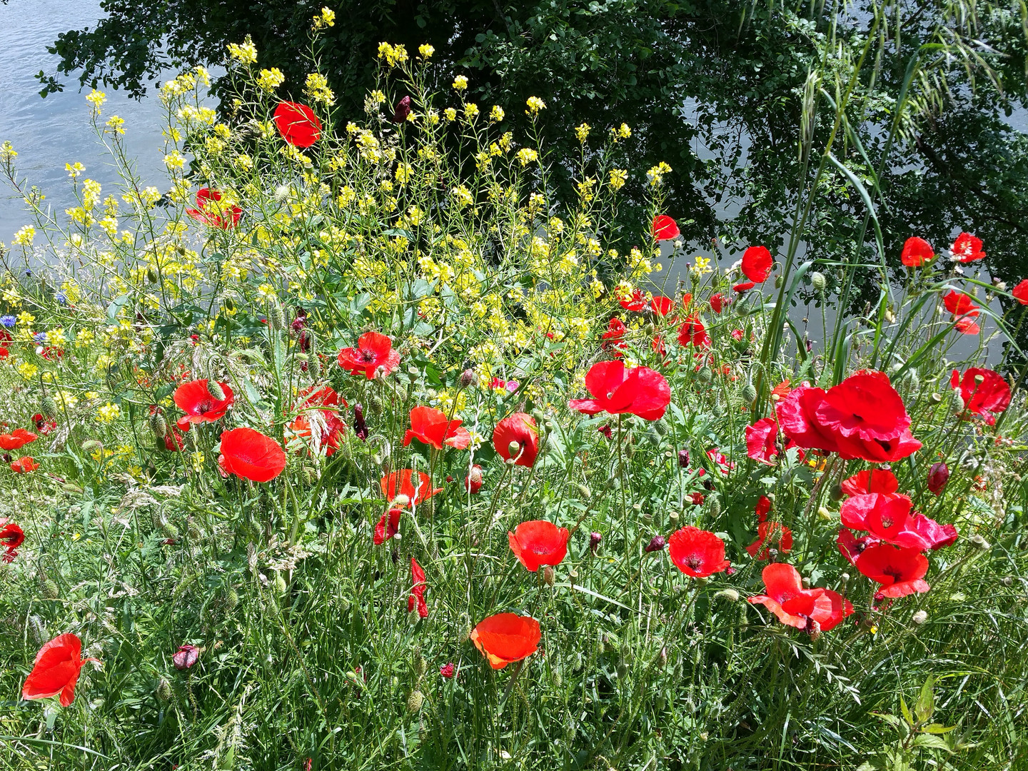 Fleurs de juin photo et image fleurs nature Images Fleurs de juin photo et image fleurs nature Images