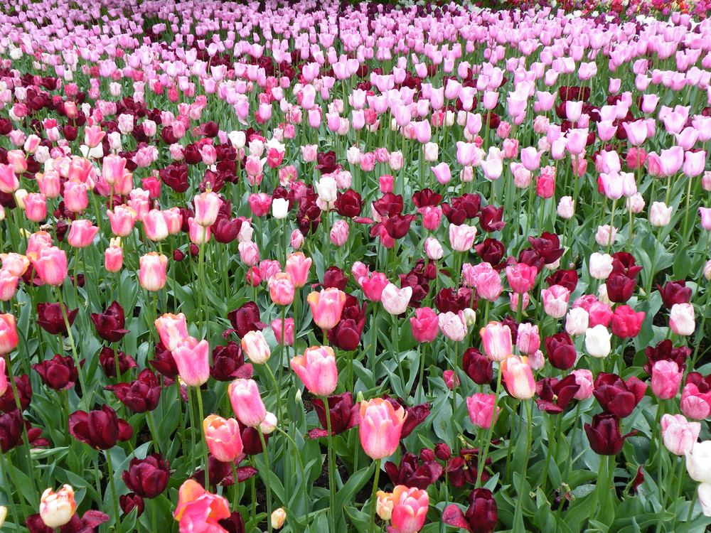 Fleurs de Keukenhof Pays-Bas 2