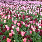 Fleurs de Keukenhof Pays-Bas 2