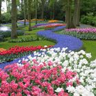 Fleurs de Keukenhof Pays-Bas