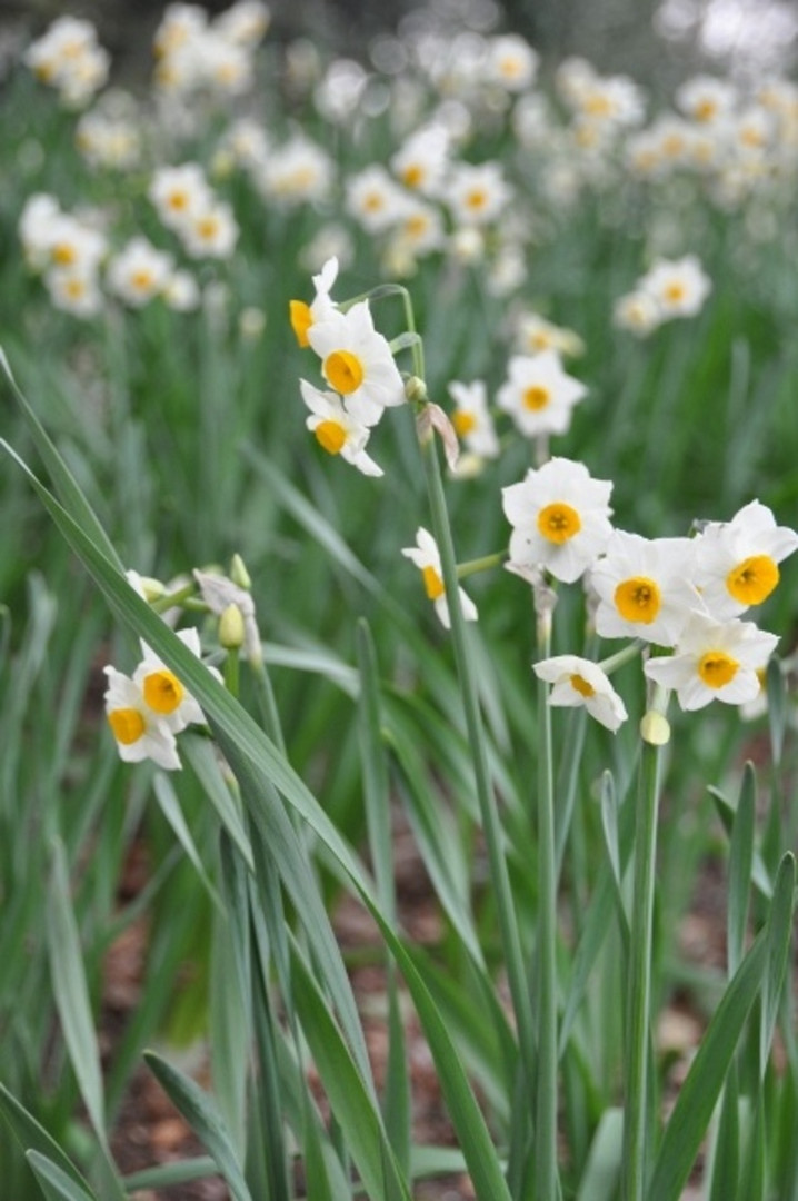 Fleurs de la campagne