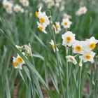 Fleurs de la campagne