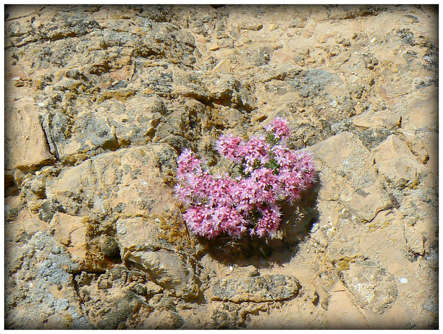 FLEURS - DE - LA - FORTERESSE