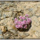 FLEURS - DE - LA - FORTERESSE