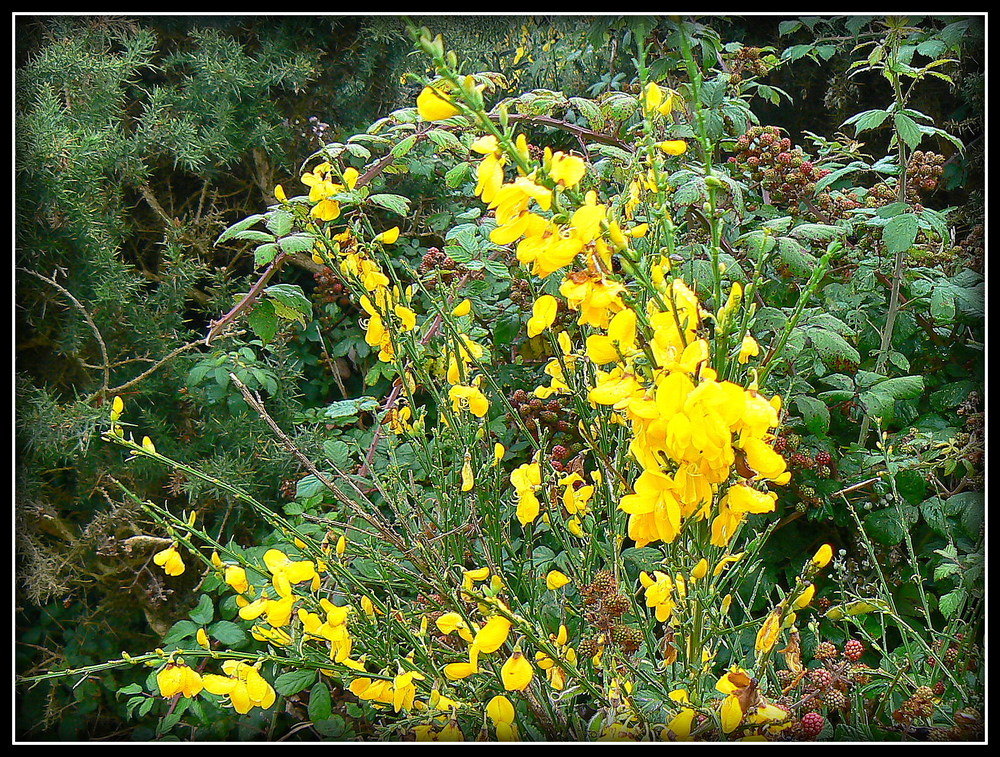 FLEURS DE LA LANDE