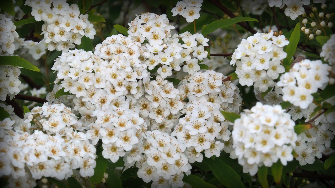 Fleurs de laurier tin