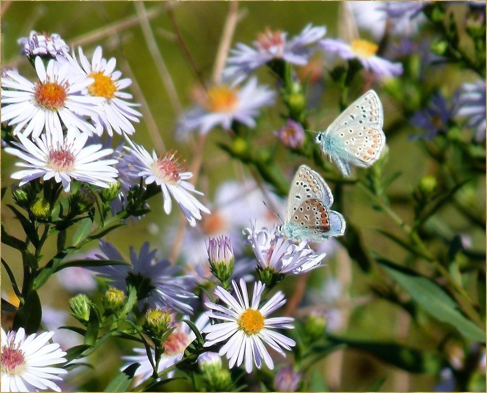 *fleurs de l'automne*